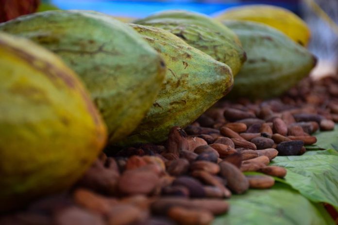 a pile of raw cacao beans on display