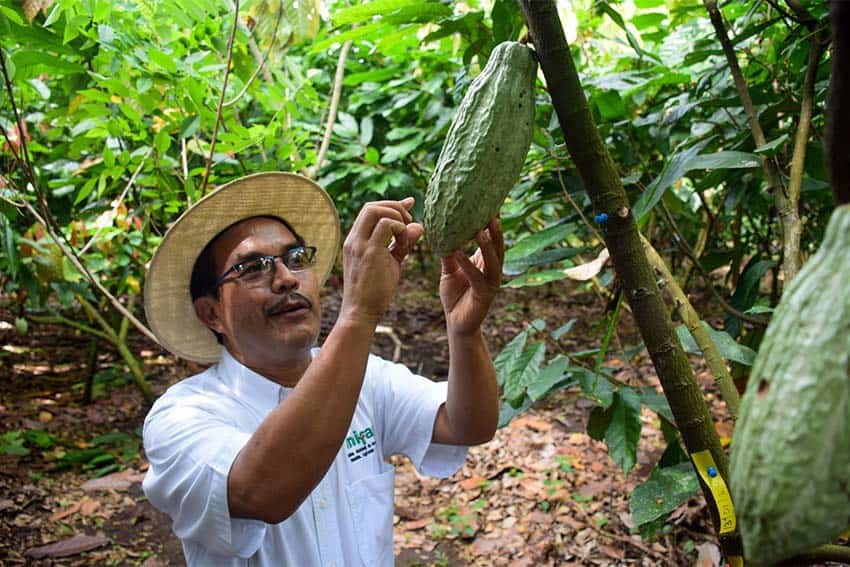 Cacao farmer in Chiapas, Mexico, checks a cacao pod on a tree