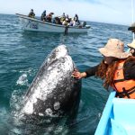 A gray whale surfaces near a boat in the waters off Mulegé, Baja California Sur