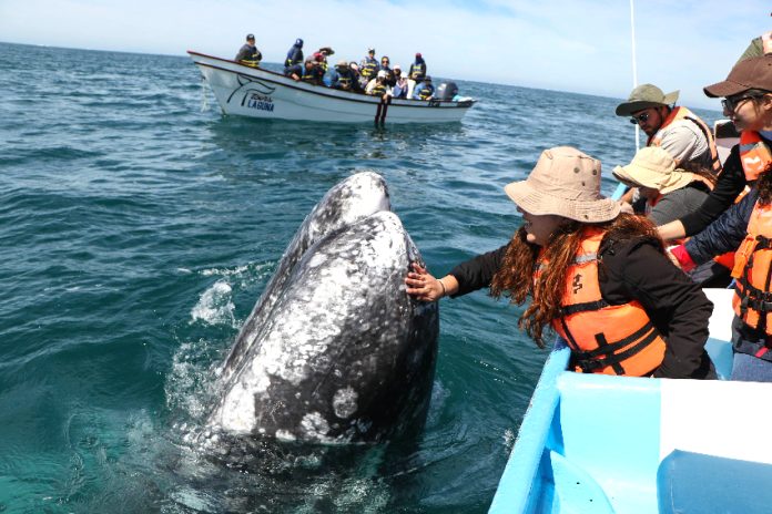 A gray whale surfaces near a boat in the waters off Mulegé, Baja California Sur