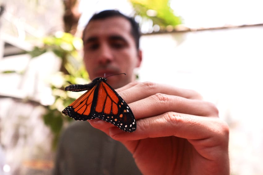 A man holds a monarch butterfly