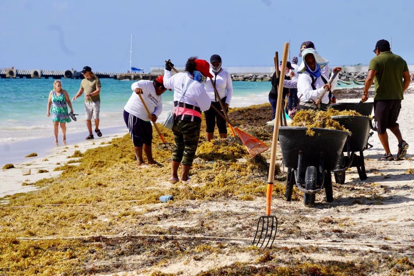 A sargassum clean up crew in Quintana Roo