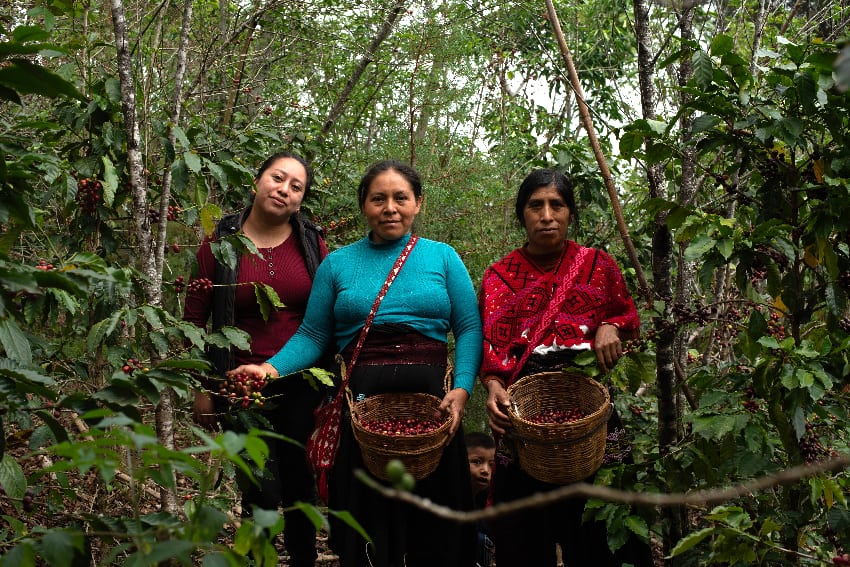 Women collecting coffee beans in jungle