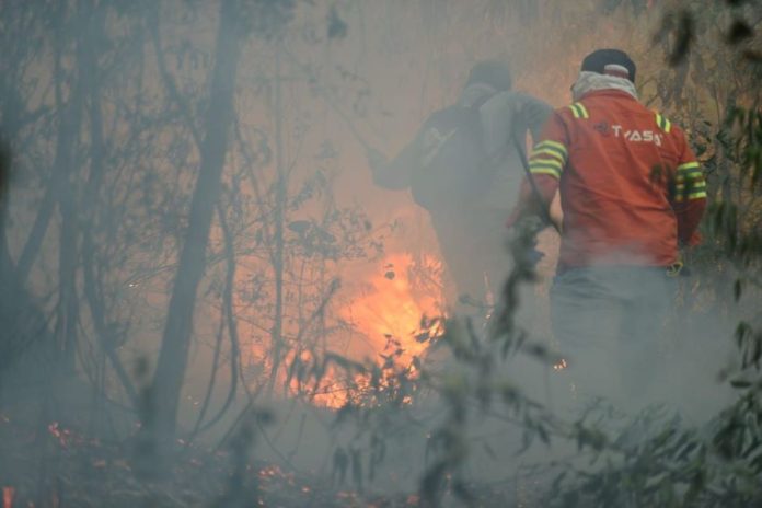 Firefighters in Veracruz