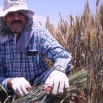 Dr. Ravi Singh, agricultural geneticist, crouching in a field of wheat in Mexico
