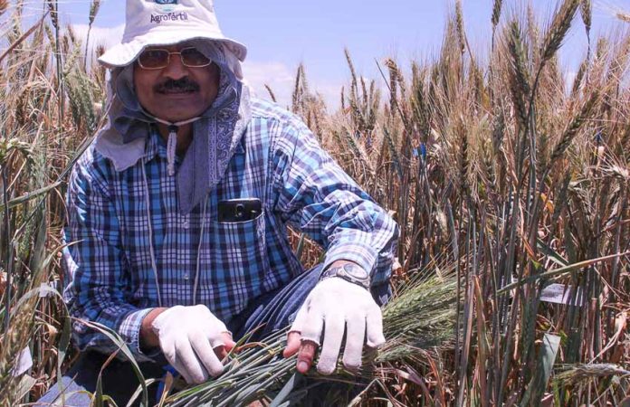 Dr. Ravi Singh, agricultural geneticist, crouching in a field of wheat in Mexico