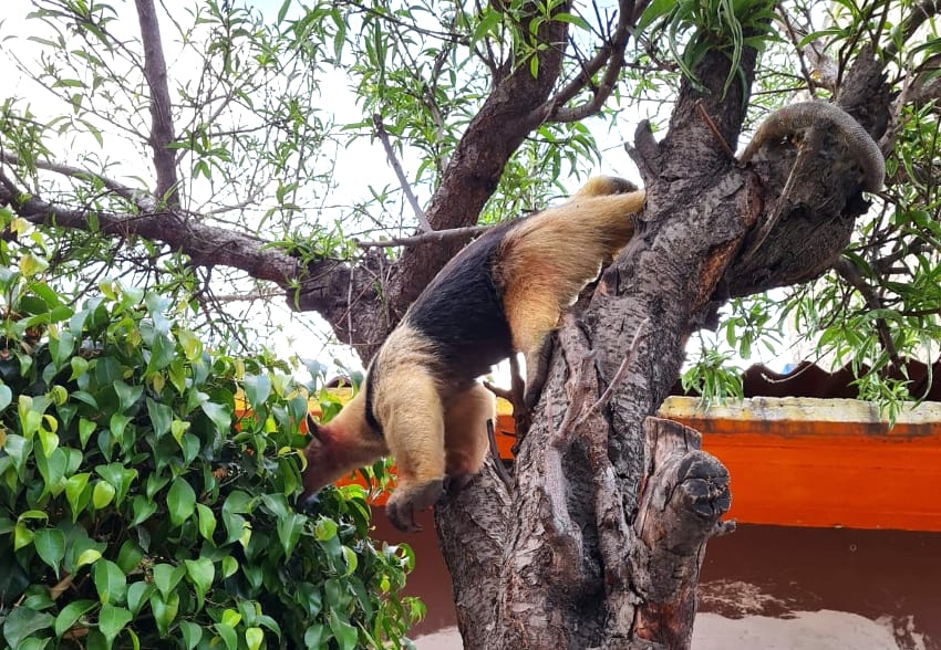 Anteater in a tree