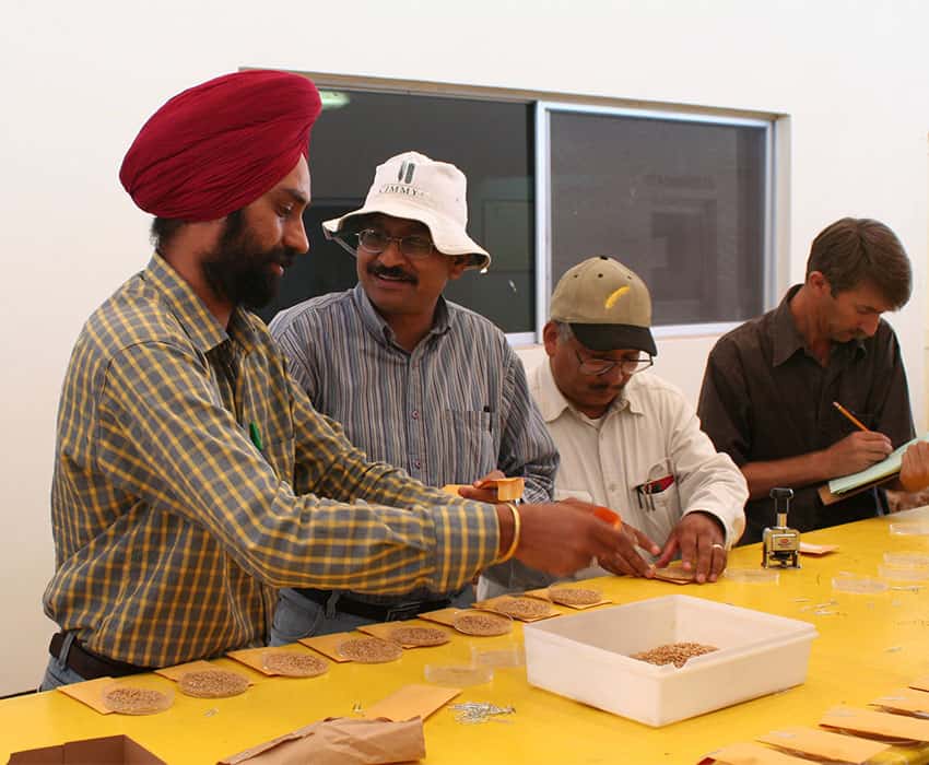 Students in a wheat improvement course in Mexico