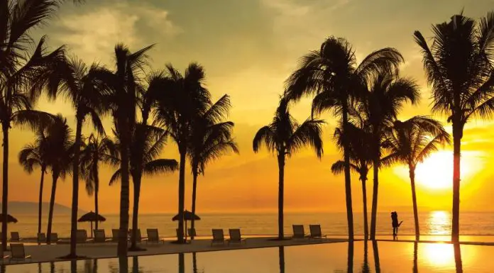 Palm trees around a pool at sunset