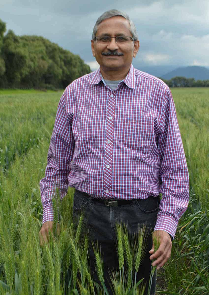 agricultural geneticist Ravi Singh standing in a wheat field in Mexico