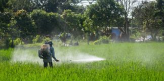 A worker sprays a field with a chemical