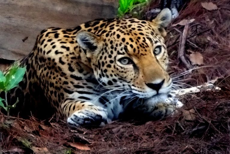 Video of jaguar sighting in Cancún backyard goes viral