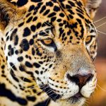 Northern Jaguar Mexico