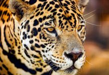 Northern Jaguar Mexico