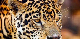 Northern Jaguar Mexico