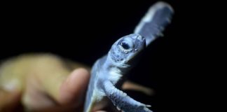 A small sea turtle hatchling