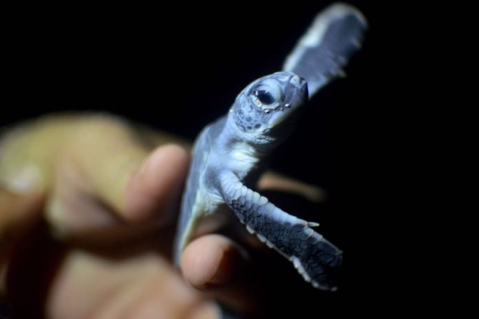 A small sea turtle hatchling