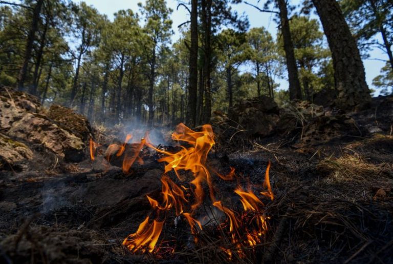 A forest fire