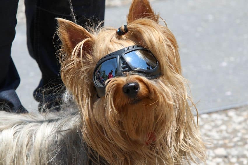 A dog prepares for the 2024 total solar eclipse in Mexico