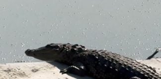 Crocodile sitting atop garbage dumped in Laguna La Piedad lagoon in Mexico state