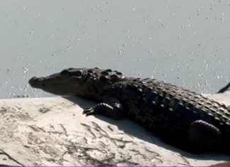 Crocodile sitting atop garbage dumped in Laguna La Piedad lagoon in Mexico state