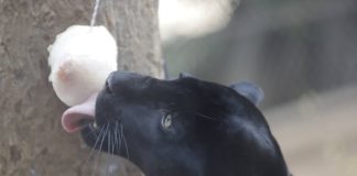 Animal licking a popsicle in Mérida zoo