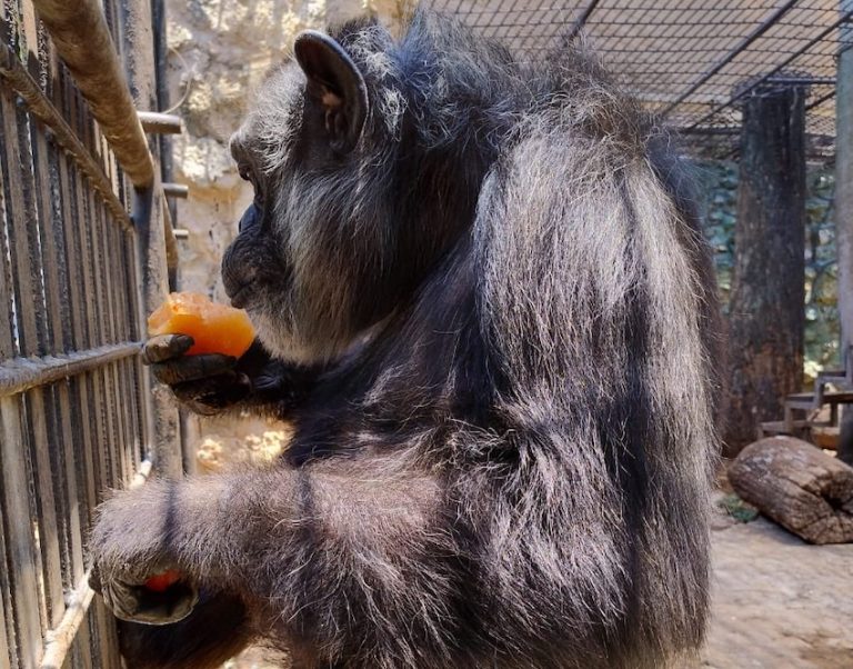 Mérida zoo popsicles help animals beat the heat