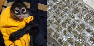 A spider monkey next to a picture of confiscated marijuana.
