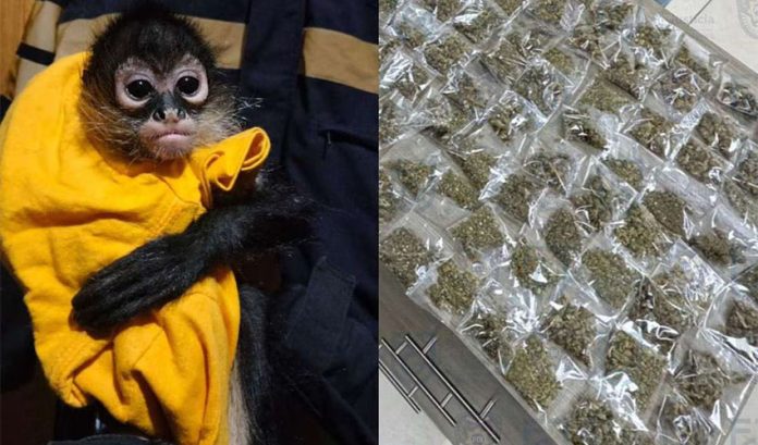 A spider monkey next to a picture of confiscated marijuana.