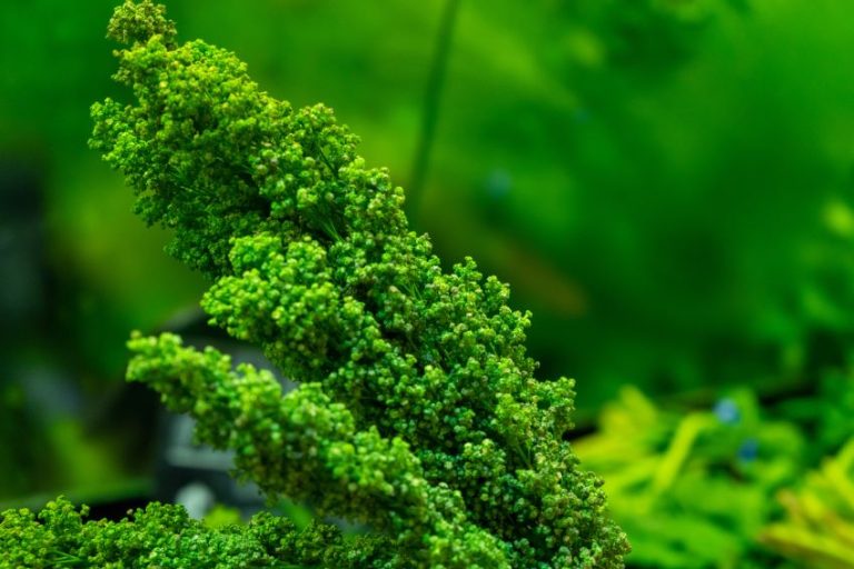 Huauzontle: Mexico’s secret superfood that nourishes the nation Huauzontle: Mexico’s secret superfood that nourishes the nation