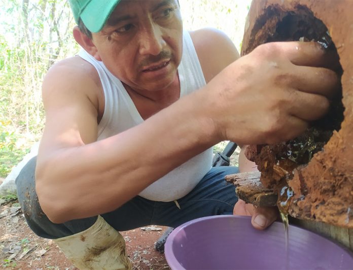 Traditional Maya beekeeper extracting honey from a hive in a hollow log known in Mexico as a jabón