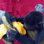 Volunteers are feeding monkeys to reduce their risk of heat stroke in the Mexican states of Veracruz, Tabasco, Campeche and Chiapas.
