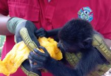 Volunteers are feeding monkeys to reduce their risk of heat stroke in the Mexican states of Veracruz, Tabasco, Campeche and Chiapas.