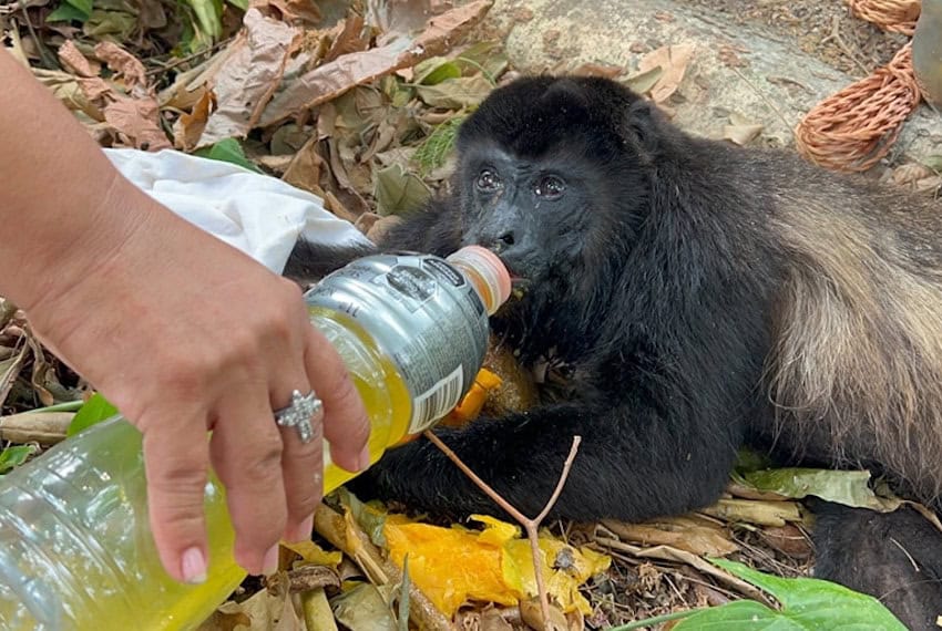 A volunteer gives a monkey a sip of Gatorade to help with heat exhaustion