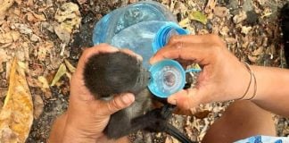 A baby monkey drinks water from a volunteer