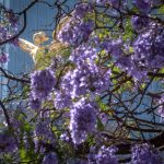 Retrospective: Japan on Mexico News Daily Jacaranda blossoms on Reforma avenue