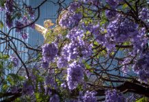 Jacaranda blossoms on Reforma avenue