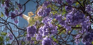 Jacaranda blossoms on Reforma avenue