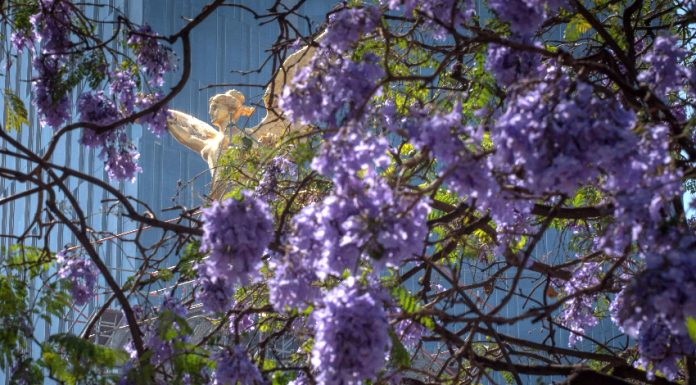 Retrospective: Japan on Mexico News Daily Jacaranda blossoms on Reforma avenue