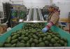 Worker in avocado processing plant standing by a large conveyer belt of avocados moving past him.