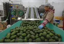 Worker in avocado processing plant standing by a large conveyer belt of avocados moving past him.