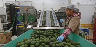 Worker in avocado processing plant standing by a large conveyer belt of avocados moving past him.