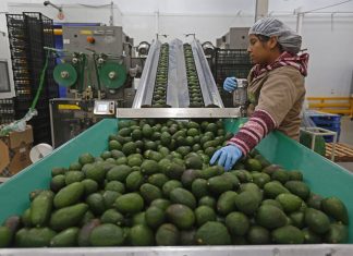 Worker in avocado processing plant standing by a large conveyer belt of avocados moving past him.
