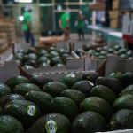 A packing house prepares avocados for export in Peribán, Michoacán.