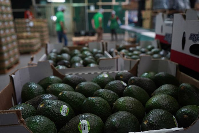 A packing house prepares avocados for export in Peribán, Michoacán.