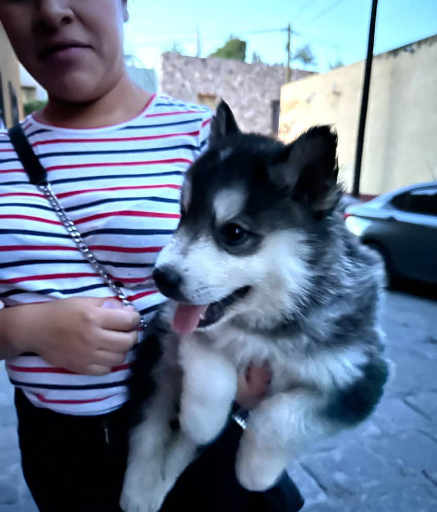Woman holding a husky puppy
