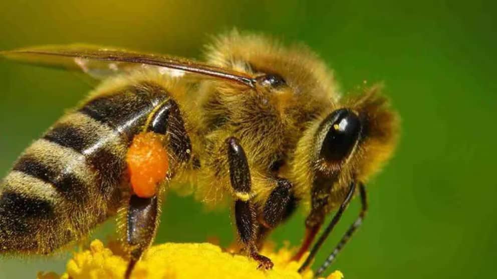 a Melipona beecheii bee on a flower