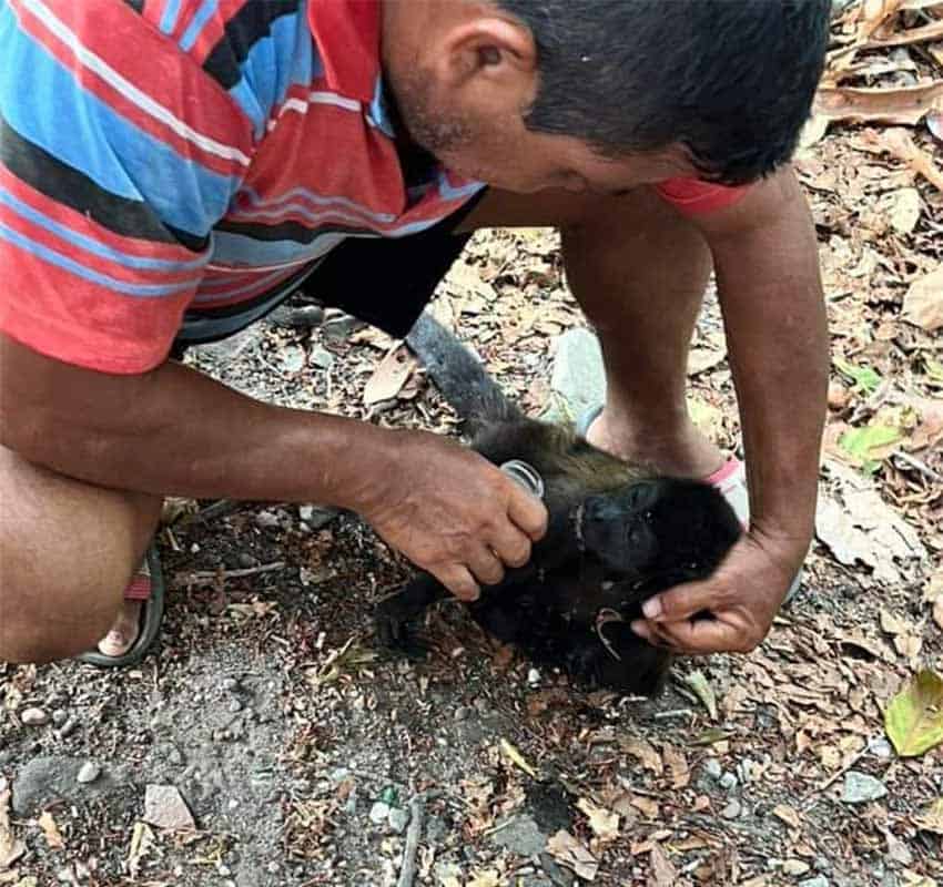 A man in in the jungles of Chiapas feeds water to a howler monkey that's weak and dehydrated from a heat wave in Mexico.