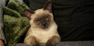 An angry looking cat