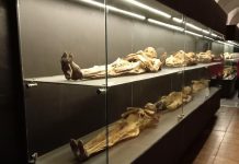 Mummified corpses in Guanajuato on display in glass cases at the Guanajuato Mummy Museum